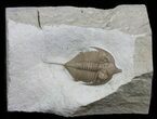 Huntonia Lingulifer (Rare Species) - Oklahoma #66206-1